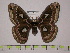  (Rothschildia amoena - BC-FMP-0037)  @15 [ ] Copyright (2010) Unspecified Research Collection of Frank Meister