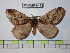  ( - BC-FMP-0172)  @12 [ ] Copyright (2010) Unspecified Research Collection of Frank Meister