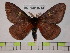  (Dirphiopsis unipascoensis - BC-FMP-0218)  @14 [ ] Copyright (2010) Unspecified Research Collection of Frank Meister