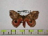  ( - BC-FMP-0441)  @13 [ ] Copyright (2010) Unspecified Research Collection of Frank Meister