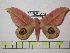  (Leucanella christbrechlinae - BC-FMP-0448)  @15 [ ] Copyright (2010) Unspecified Research Collection of Frank Meister