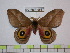 (Automeris barinasmargaritae - BC-FMP-0567)  @13 [ ] Copyright (2010) Unspecified Research Collection of Frank Meister