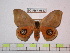  (Automeris liberia - BC-FMP-0637)  @15 [ ] Copyright (2010) Unspecified Research Collection of Frank Meister