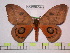  ( - BC-FMP-0648)  @14 [ ] Copyright (2010) Unspecified Research Collection of Frank Meister