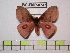  (Gamelia rudloffiana - BC-FMP-0747)  @14 [ ] Copyright (2010) Unspecified Research Collection of Frank Meister