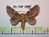 (Ptiloscola bipunctata - BC-FMP-0856)  @15 [ ] Copyright (2010) Unspecified Research Collection of Frank Meister