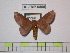  (Ptiloscola - BC-FMP-0860)  @15 [ ] Copyright (2010) Unspecified Research Collection of Frank Meister