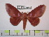  (Othorene - BC-FMP-0962)  @15 [ ] Copyright (2010) Unspecified Research Collection of Frank Meister