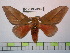  (Schausiella carabaya - BC-FMP-0966)  @14 [ ] Copyright (2010) Unspecified Research Collection of Frank Meister