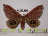  (Leucanella contei - BC-FMP-0478)  @14 [ ] Copyright (2010) Unspecified Research Collection of Frank Meister
