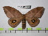  (Automeris ecuata - BC-FMP-0523)  @14 [ ] Copyright (2010) Unspecified Research Collection of Frank Meister