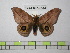 ( - BC-FMP-0533)  @13 [ ] Copyright (2010) Unspecified Research Collection of Frank Meister