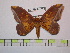  (Eacles paraadoxa - BC-FMP-1029)  @15 [ ] Copyright (2010) Unspecified Research Collection of Frank Meister