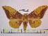  (Eacles magnifica - BC-FMP-1053)  @15 [ ] Copyright (2010) Unspecified Research Collection of Frank Meister