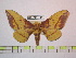  (Eacles piurensis - BC-FMP-1061)  @15 [ ] Copyright (2010) Unspecified Research Collection of Frank Meister