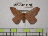  (Cercophanini - BC-FMP-1270)  @14 [ ] Copyright (2010) Unspecified Research Collection of Frank Meister