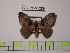  (Hylesia annguiana - BC-FMP-1289)  @15 [ ] Copyright (2010) Unspecified Research Collection of Frank Meister
