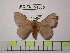  (Hylesia ascodex - BC-FMP-1300)  @14 [ ] Copyright (2010) Unspecified Research Collection of Frank Meister