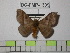  (Hylesia bolivarex - BC-FMP-1339)  @13 [ ] Copyright (2010) Unspecified Research Collection of Frank Meister