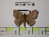  (Hylesia rex - BC-FMP-1340)  @14 [ ] Copyright (2010) Unspecified Research Collection of Frank Meister