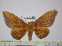  (Eacles kaechi - BC-FMP-1436)  @15 [ ] Copyright (2010) Unspecified Research Collection of Frank Meister