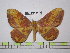  (Bathyphlebia eminentoides - BC-FMP-1438)  @14 [ ] Copyright (2010) Unspecified Research Collection of Frank Meister