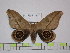  (Leucanella hausmanni - BC-FMP-1577)  @14 [ ] Copyright (2010) Unspecified Research Collection of Frank Meister