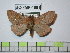  (Ormiscodes amphinome - BC-FMP-1681)  @15 [ ] Copyright (2010) Unspecified Research Collection of Frank Meister