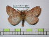  (Ormiscodes amphinome amphinome - BC-FMP-1684)  @15 [ ] Copyright (2010) Unspecified Research Collection of Frank Meister