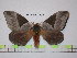  (Dirphia avialtoparanensis - BC-FMP-1723)  @14 [ ] Copyright (2010) Unspecified Research Collection of Frank Meister