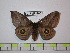  ( - BC-FMP-1801)  @13 [ ] Copyright (2010) Unspecified Research Collection of Frank Meister