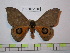  ( - BC-FMP-1805)  @13 [ ] Copyright (2010) Unspecified Research Collection of Frank Meister
