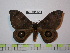  ( - BC-FMP-1811)  @13 [ ] Copyright (2010) Unspecified Research Collection of Frank Meister
