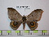  ( - BC-FMP-1812)  @14 [ ] Copyright (2010) Unspecified Research Collection of Frank Meister