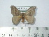  (Hylesia dalina - BC-FMP-2031)  @14 [ ] Copyright (2010) Unspecified Research Collection of Frank Meister