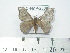  (Hylesia tumbex - BC-FMP-2039)  @14 [ ] Copyright (2010) Unspecified Research Collection of Frank Meister