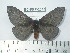  (Automeris muscula - BC-FMP-2045)  @14 [ ] Copyright (2010) Unspecified Research Collection of Frank Meister