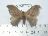  (Hylesia gyramazonex - BC-FMP-2072)  @14 [ ] Copyright (2010) Unspecified Research Collection of Frank Meister