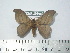  (Hylesia silkae - BC-FMP-2075)  @14 [ ] Copyright (2010) Unspecified Research Collection of Frank Meister