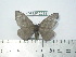  (Hylesia remargbolivex - BC-FMP-2083)  @13 [ ] Copyright (2010) Unspecified Research Collection of Frank Meister