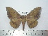  (Eacles quintanensis - BC-FMP-2132)  @15 [ ] Copyright (2010) Unspecified Research Collection of Frank Meister