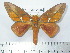  (Schausiella - BC-FMP-2146)  @15 [ ] Copyright (2010) Unspecified Research Collection of Frank Meister