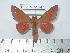  (Adeloneivaia paracatharina - BC-FMP-2147)  @14 [ ] Copyright (2010) Unspecified Research Collection of Frank Meister