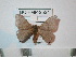  (Hylesia paratumbex - BC-FMP-2524)  @13 [ ] Copyright (2011) Frank Meister Research Collection of Frank Meister