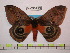  ( - BC-FMP-0687)  @11 [ ] Copyright (2010) Unspecified Research Collection of Frank Meister