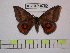  ( - BC-FMP-0760)  @13 [ ] Copyright (2010) Unspecified Research Collection of Frank Meister