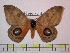  (Automeris chaconoides - BC-FMP-1077)  @14 [ ] Copyright (2010) Unspecified Research Collection of Frank Meister