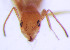  (Forelius brasiliensis - AFSR1268a)  @11 [ ] Copyright (2019) Andrés Sánchez FuEDEI