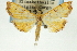  (Isocentris charopalis - CNCLEP00088897)  @14 [ ] CreativeCommons - Attribution Non-Commercial Share-Alike (2011) Jean-Francois Landry, CNC and Zhaofu Yang, BIO Canadian National Collections