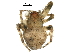  ( - BIOUG36795-B07)  @11 [ ] CreativeCommons - Attribution (2018) CBG Photography Group Centre for Biodiversity Genomics